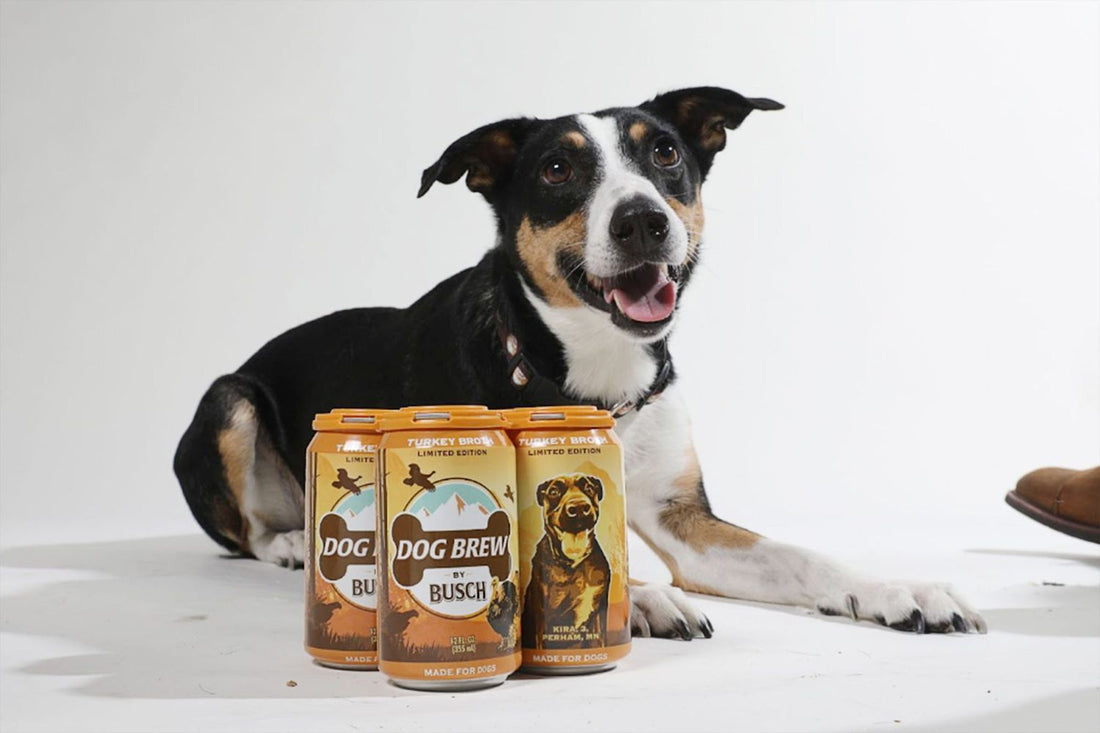 Why Doesn’t My Dog Eat His Kibble? The Benefits of a Meal Topper