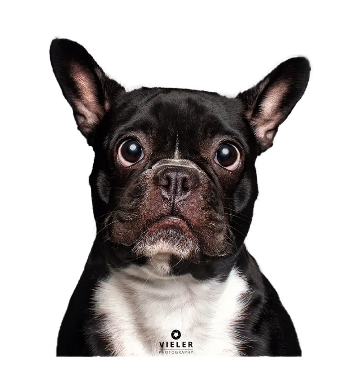 Why Your Dog’s Gut Health Matters (And How to Improve It)