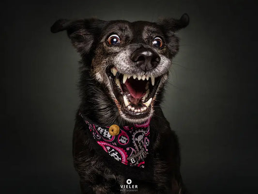 Supporting Your Dog’s Joint Health: Prevention and Care