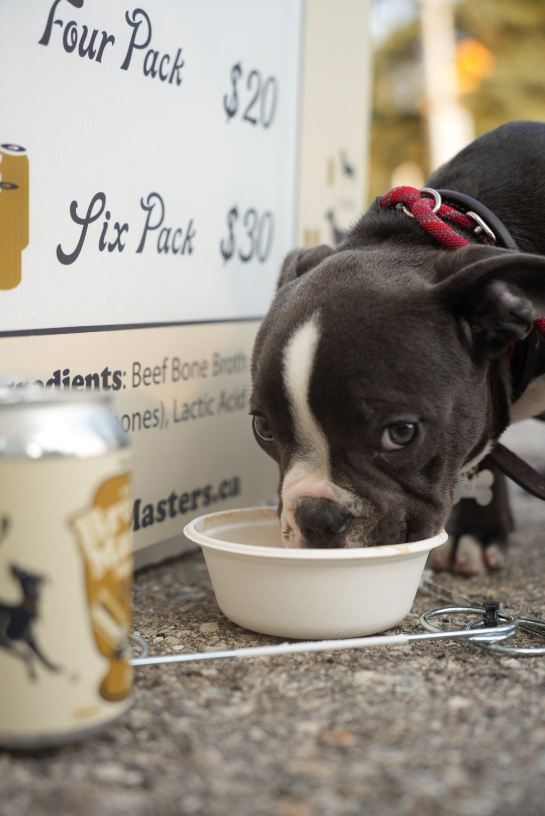 BrüMaster's Premium Dog Beer - SIX PACK